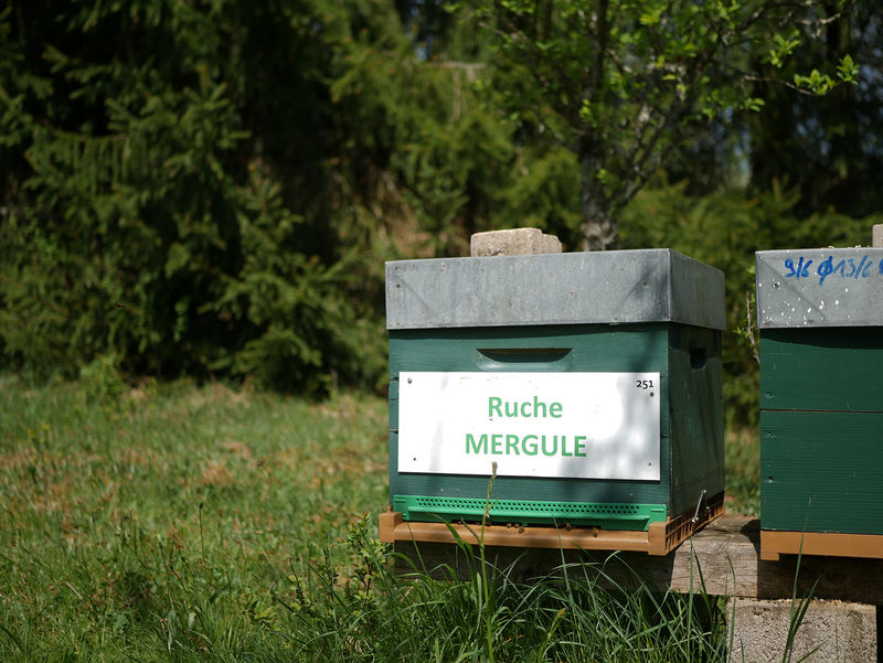 La ruche Mergule