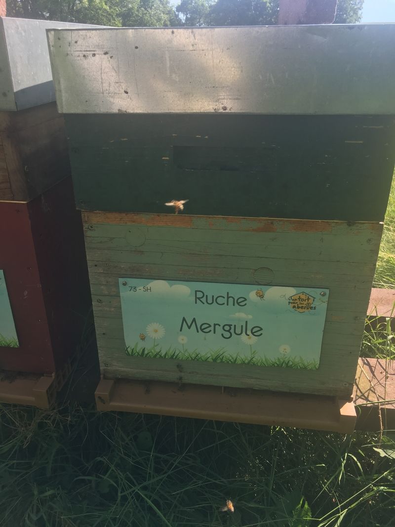 La ruche Mergule