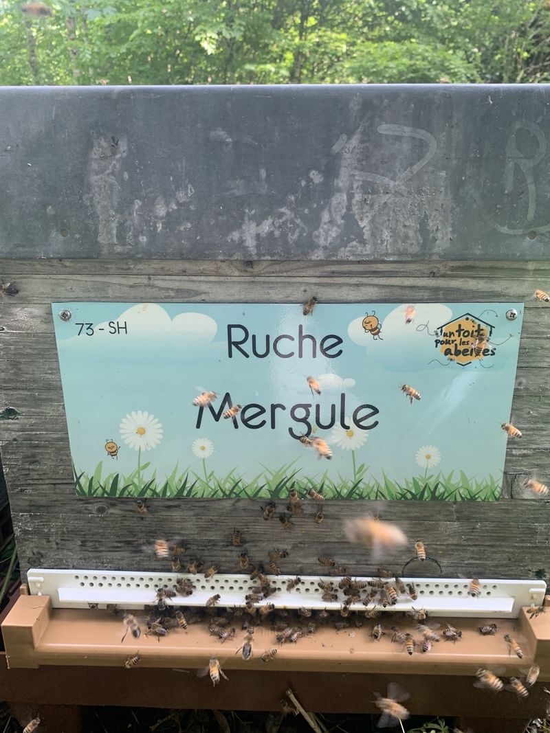La ruche Mergule