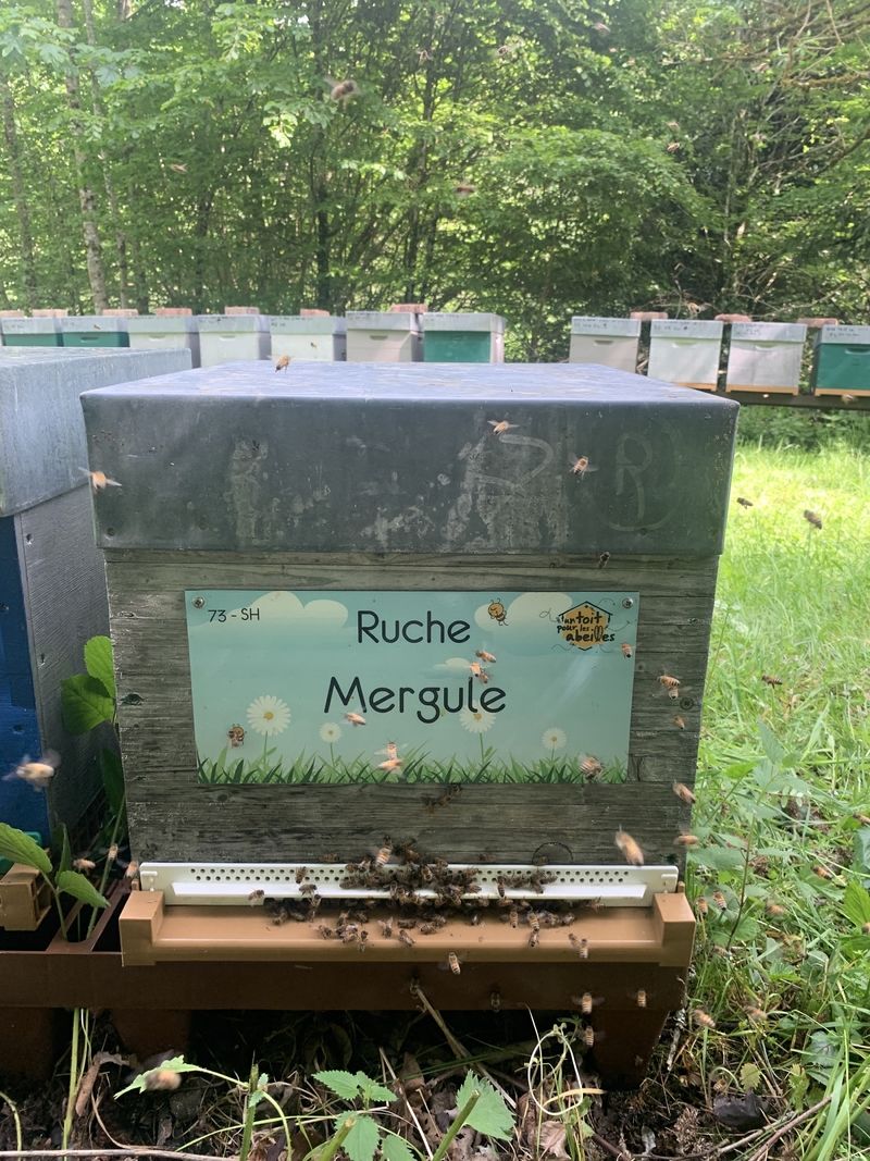 La ruche Mergule