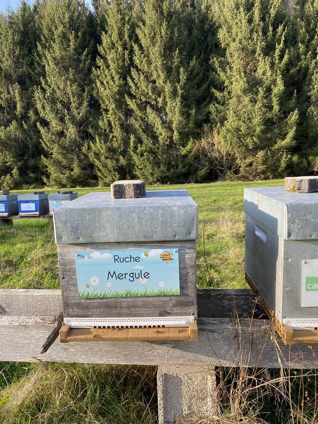La ruche Mergule