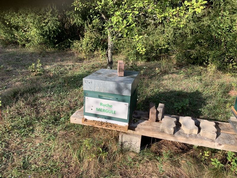 La ruche Mergule