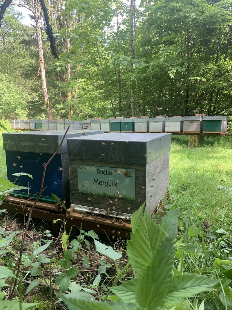 La ruche Mergule