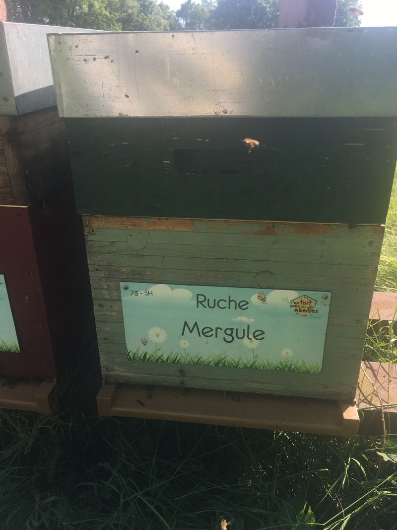 La ruche Mergule