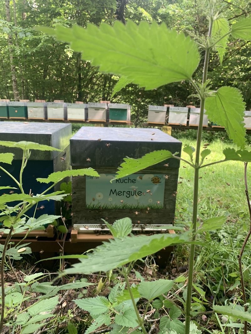 La ruche Mergule