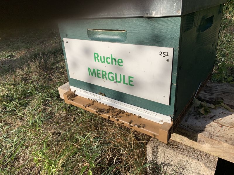 La ruche Mergule