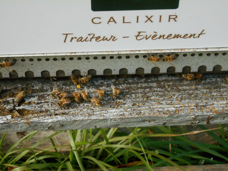 La ruche Calixir