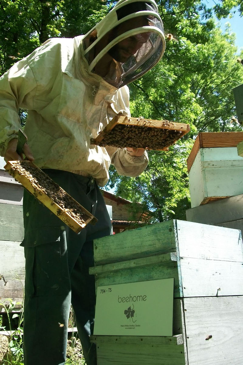 La ruche BEEHOME