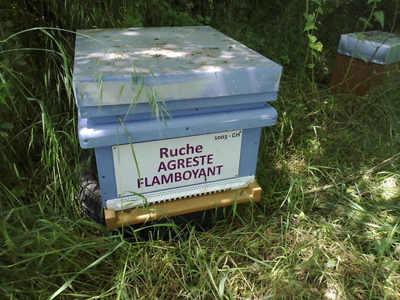 La ruche Agreste flamboyant