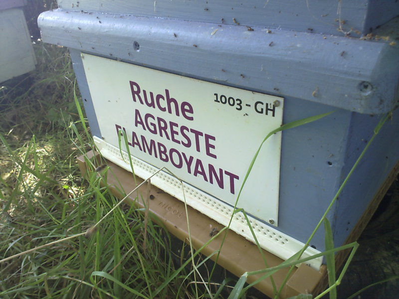 La ruche Agreste flamboyant