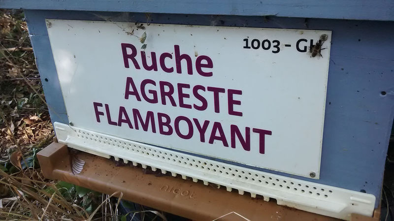 La ruche Agreste flamboyant