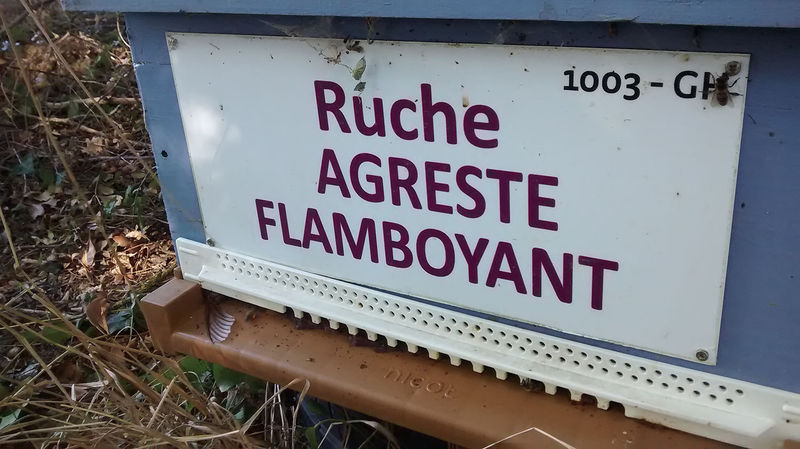 La ruche Agreste flamboyant