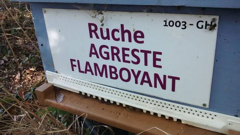 La ruche Agreste flamboyant