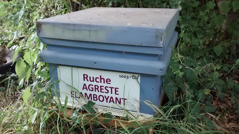 La ruche Agreste flamboyant