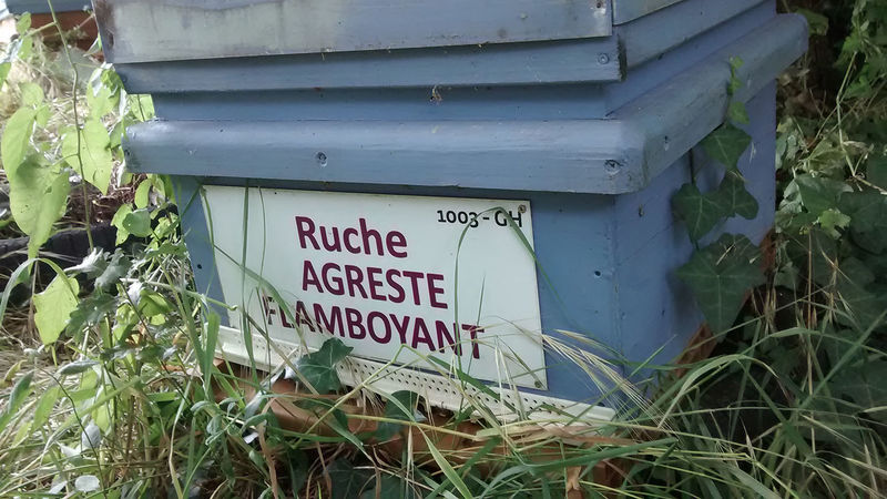 La ruche Agreste flamboyant