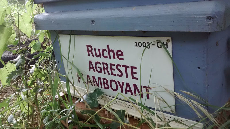 La ruche Agreste flamboyant