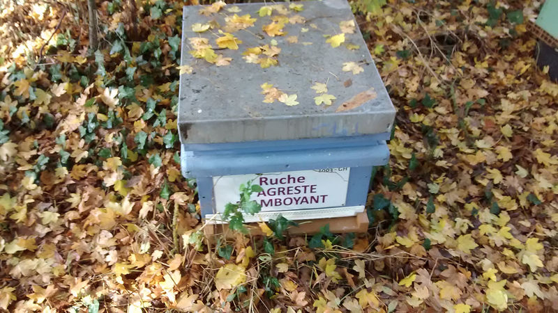 La ruche Agreste flamboyant