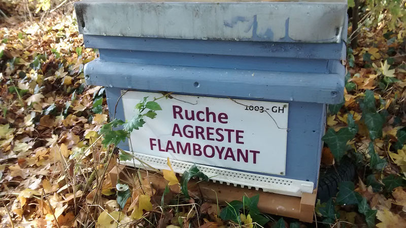 La ruche Agreste flamboyant