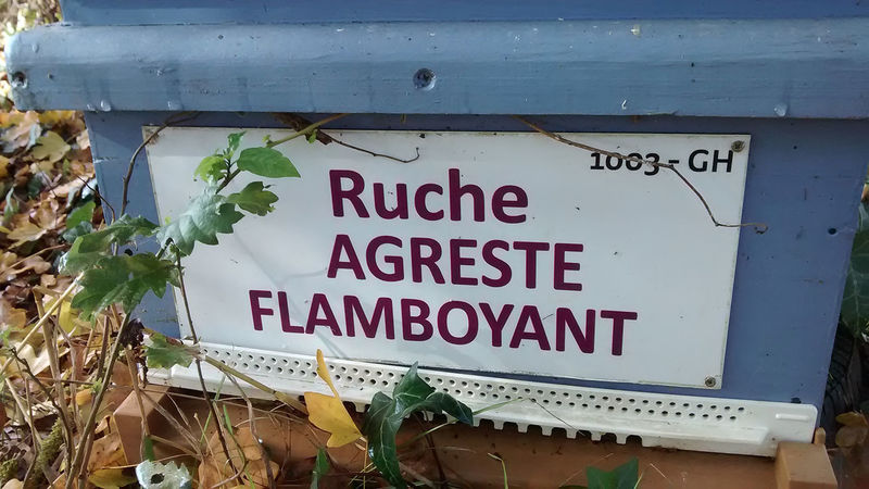 La ruche Agreste flamboyant