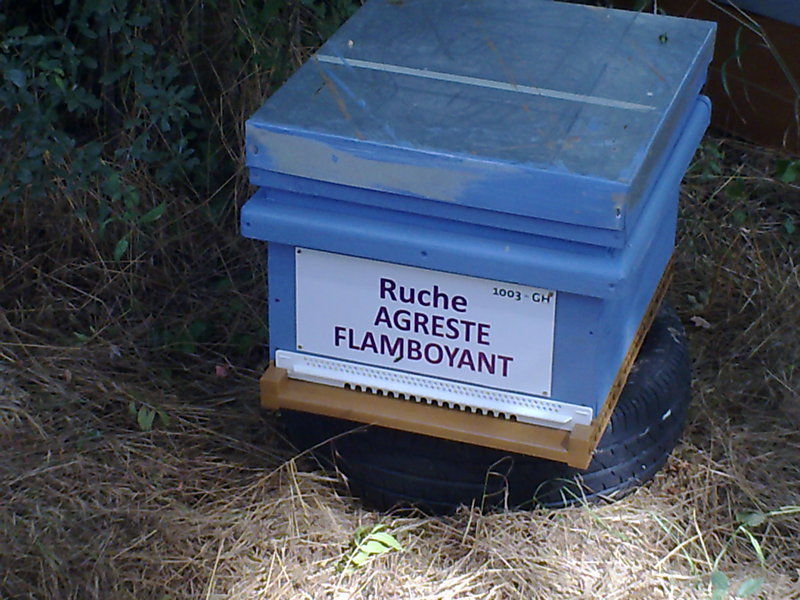 La ruche Agreste flamboyant