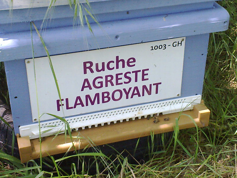 La ruche Agreste flamboyant