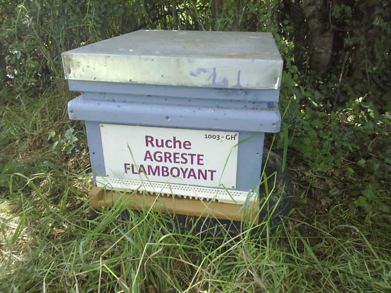 La ruche Agreste flamboyant