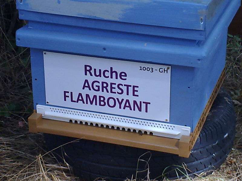 La ruche Agreste flamboyant