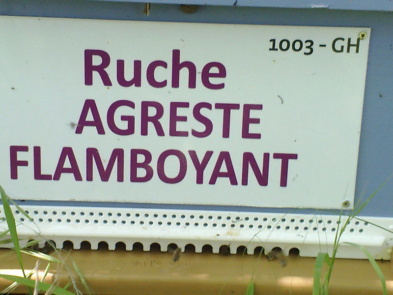 La ruche Agreste flamboyant