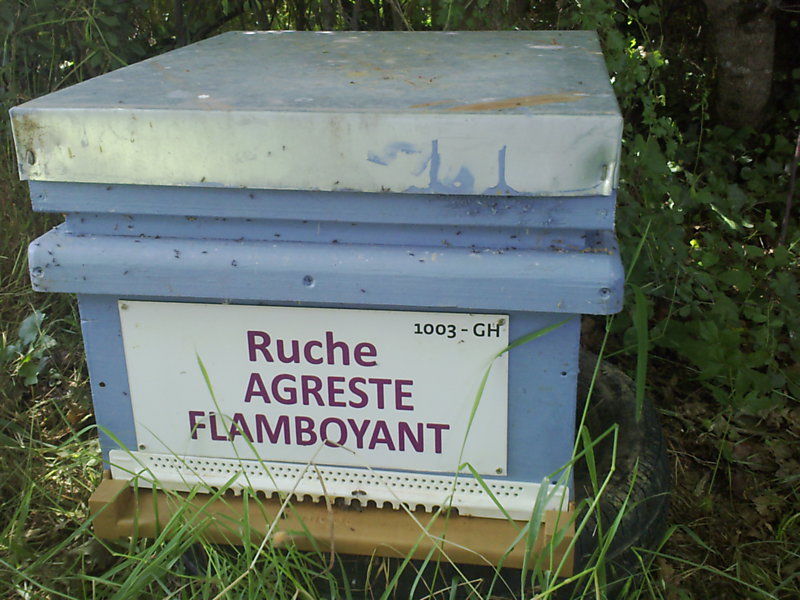 La ruche Agreste flamboyant