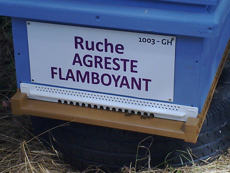 La ruche Agreste flamboyant