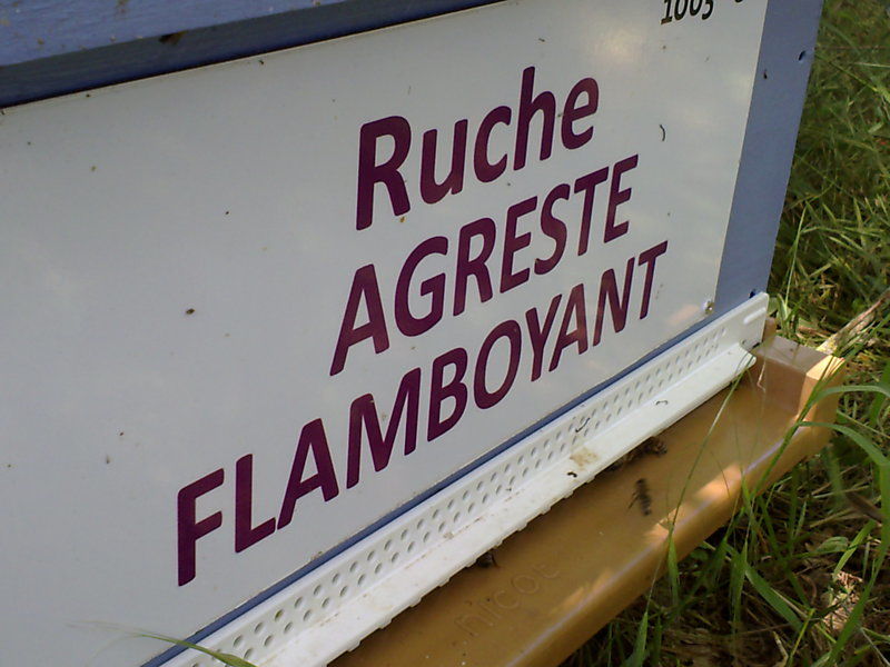 La ruche Agreste flamboyant