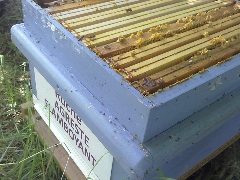 La ruche Agreste flamboyant