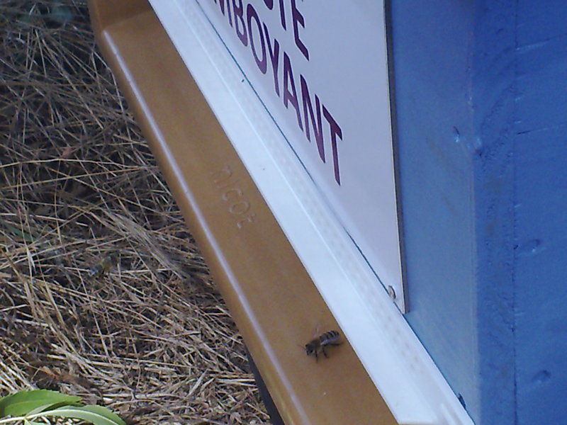 La ruche Agreste flamboyant