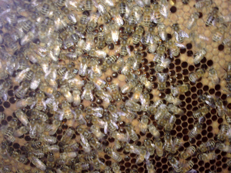 La ruche Agreste flamboyant