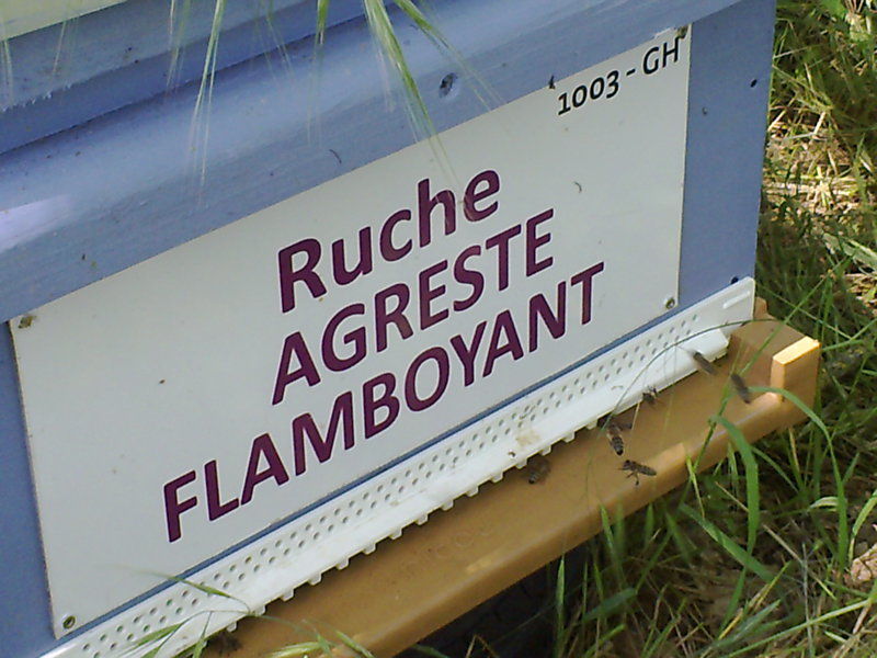 La ruche Agreste flamboyant
