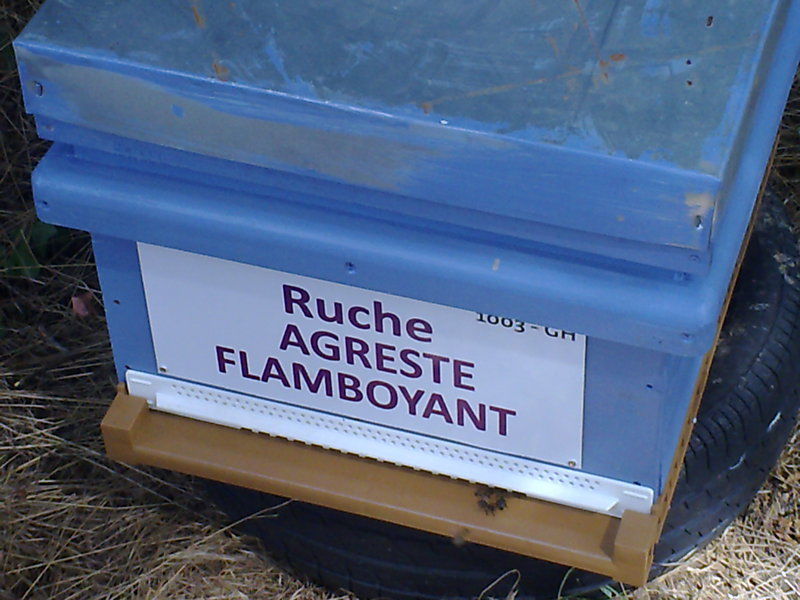 La ruche Agreste flamboyant