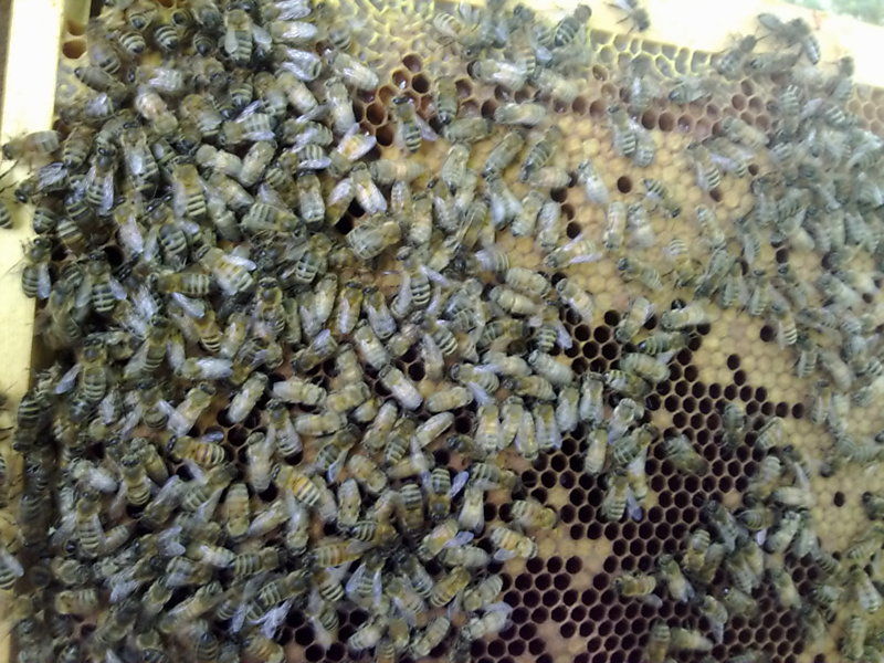 La ruche Agreste flamboyant