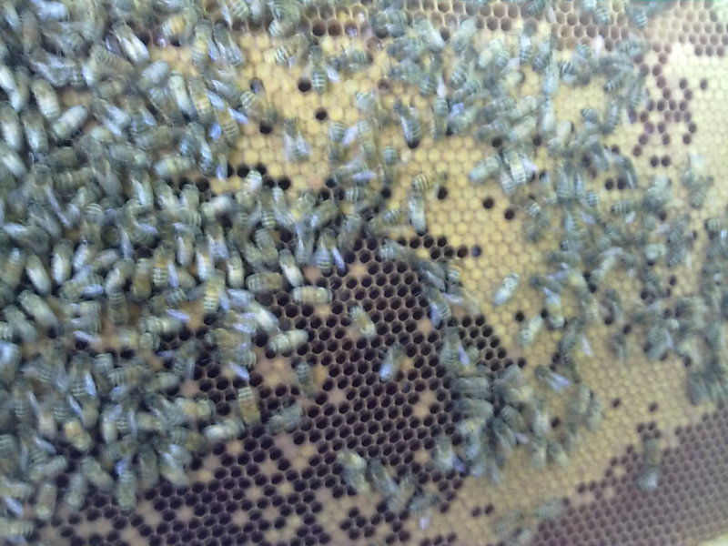 La ruche Agreste flamboyant