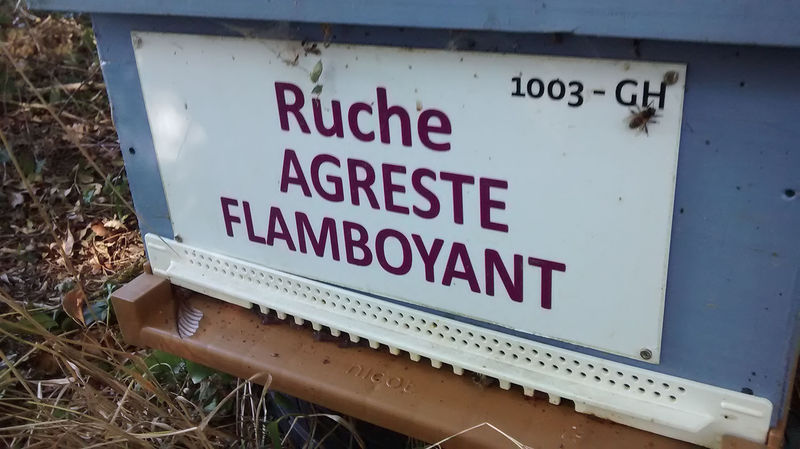 La ruche Agreste flamboyant