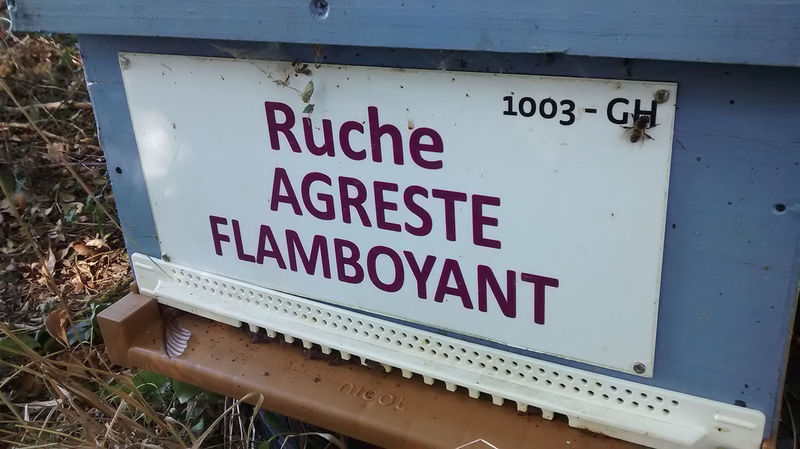 La ruche Agreste flamboyant