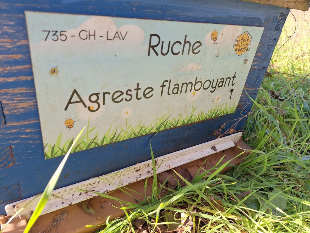 La ruche Agreste flamboyant