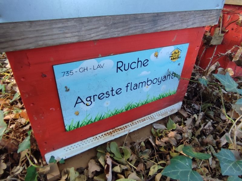 La ruche Agreste flamboyant