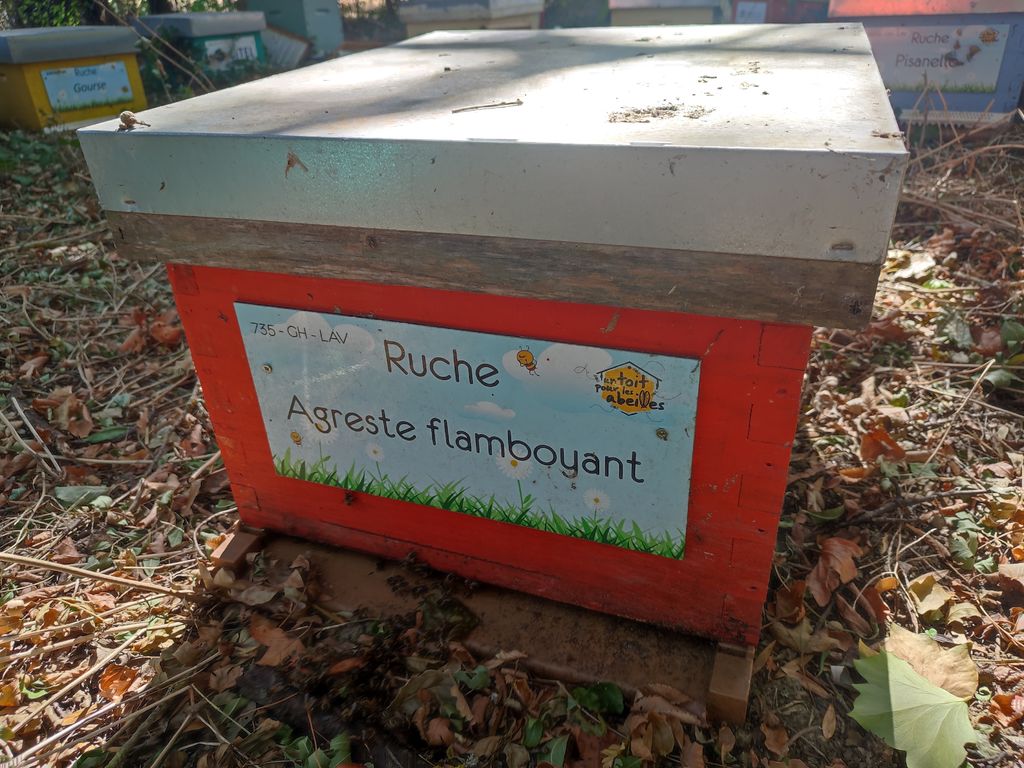 La ruche Agreste flamboyant