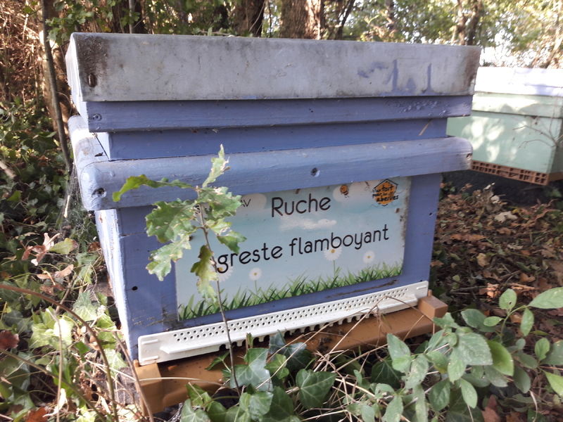 La ruche Agreste flamboyant