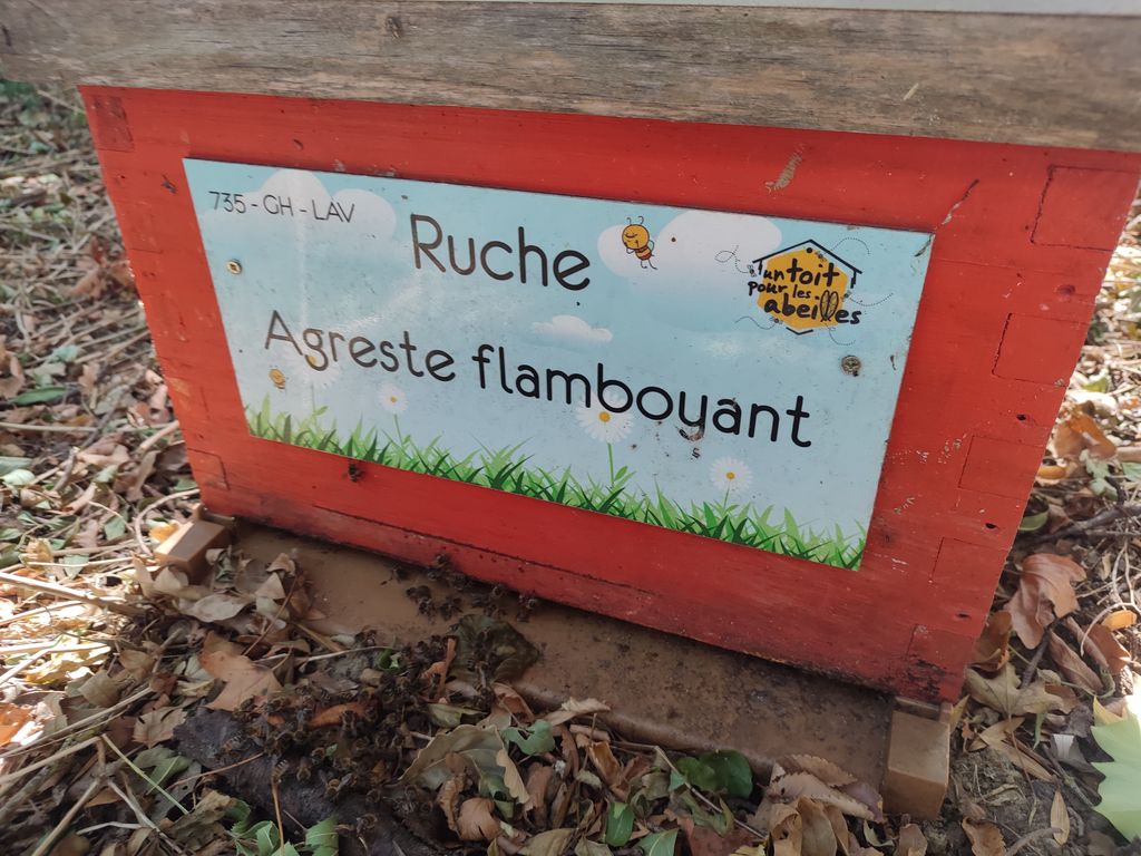 La ruche Agreste flamboyant