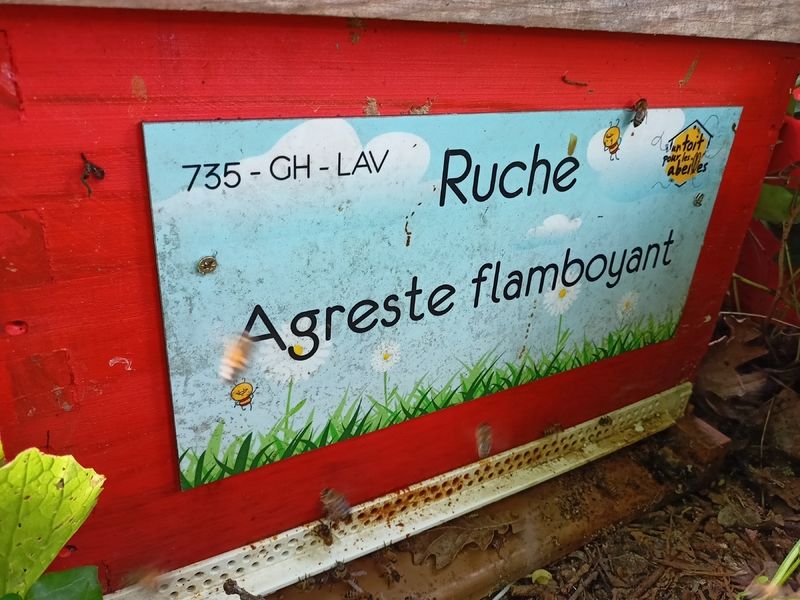 La ruche Agreste flamboyant