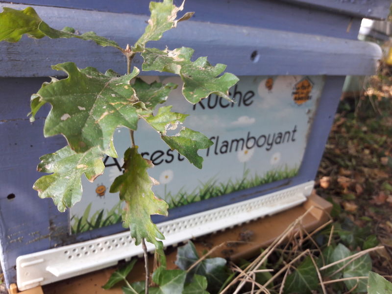 La ruche Agreste flamboyant