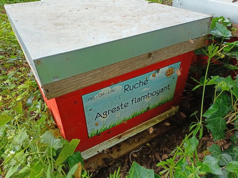 La ruche Agreste flamboyant