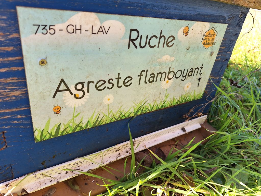 La ruche Agreste flamboyant