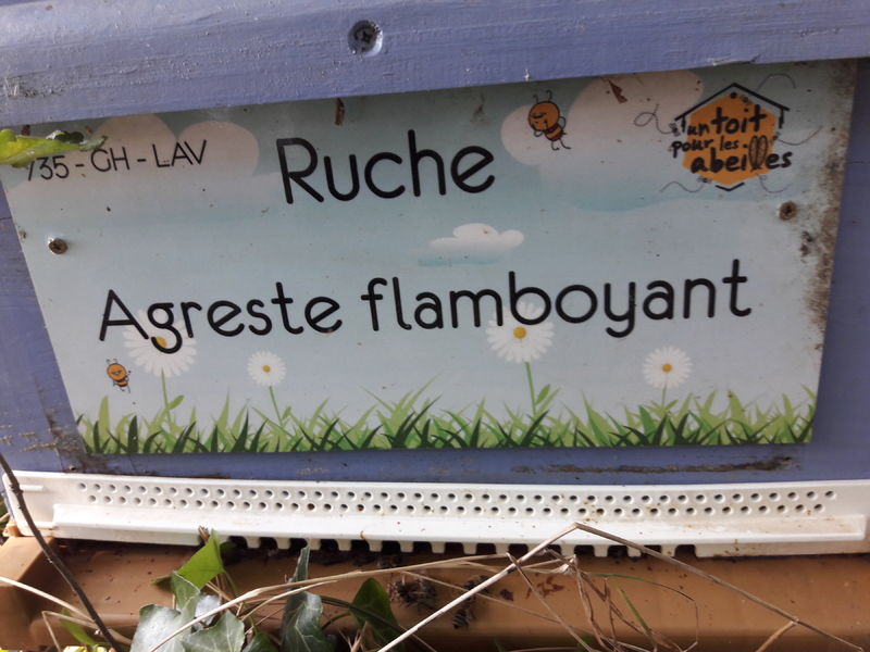 La ruche Agreste flamboyant